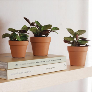 Cachepot em Cimento Terracota 8,5cm