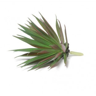 Suculenta Permanente